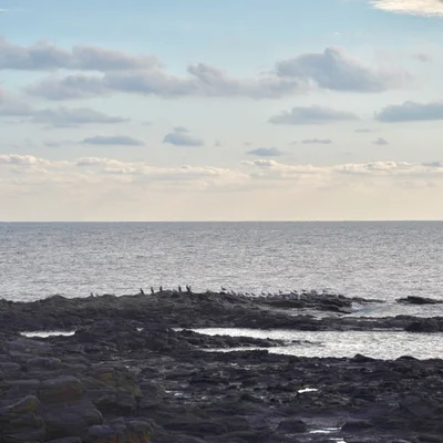 제주의 바다. 현무암 해안가에 새들이 앉아 있다.